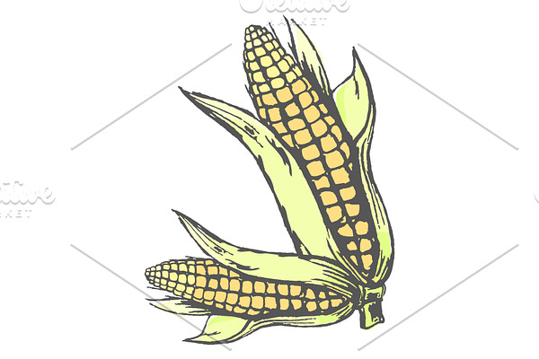 Two corn cobs on white colorful