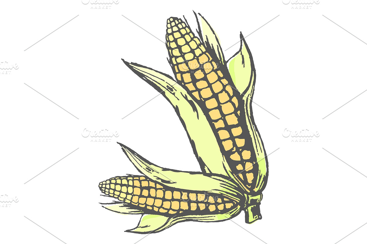 Two corn cobs on white colorful in Illustrations - product preview 8