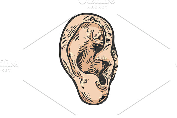 Human ear color engraving vector