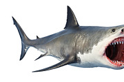White shark marine predator big open