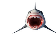 White shark marine predator, front