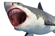 White shark marine predator