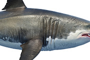 White shark marine predator big