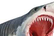 White shark marine predator, close