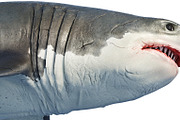 White shark marine predator head big
