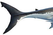 White shark marine predator big tail