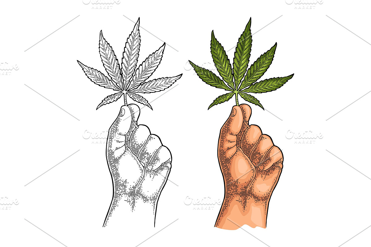 Male hand holding marijuana leaf in Illustrations - product preview 8