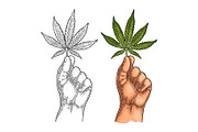 Male hand holding marijuana leaf