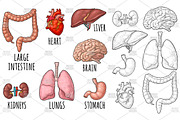 Human anatomy organs. Brain, kidney