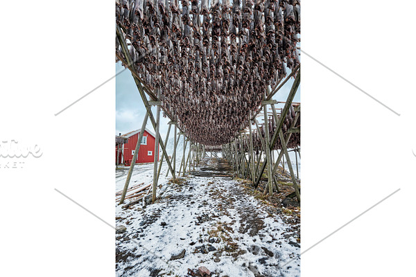 Drying flakes for stockfish cod fish