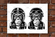 Monkey with motorcycle helmet