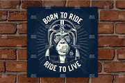 Monkey in motorcycle helmet