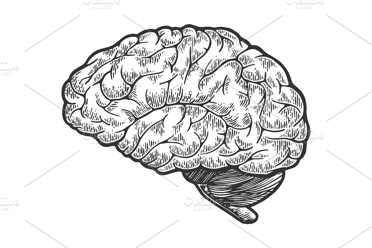 Human brain sketch engraving vector in Illustrations - product preview 8
