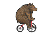 Bear on bicycle sketch engraving