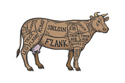 Meat diagram cow color sketch vector
