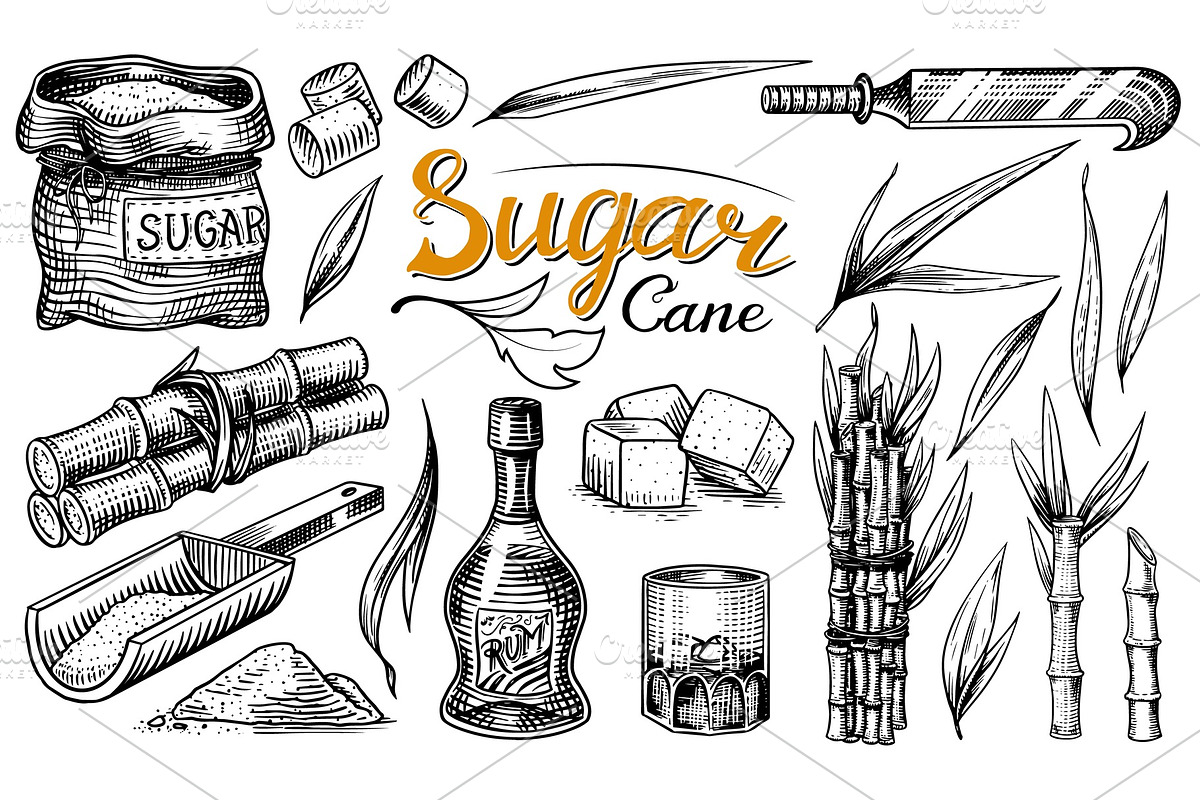 Cane sugar with leaves. Set of in Illustrations - product preview 8