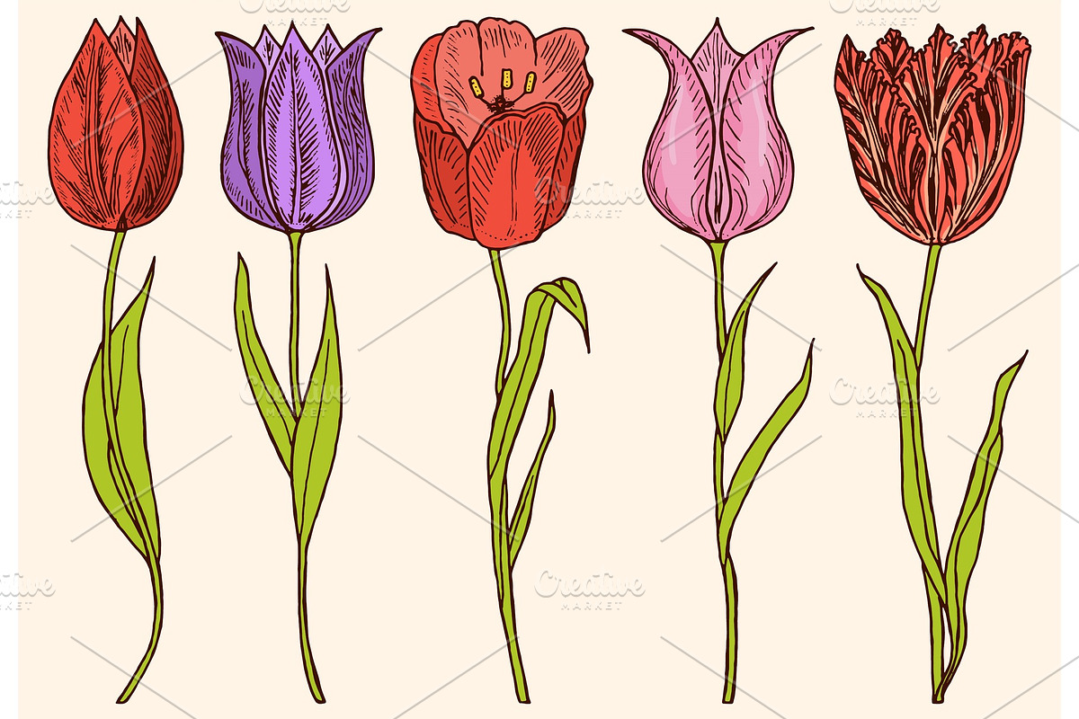 Flowers tulips with leaves in Illustrations - product preview 8