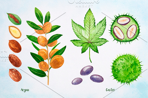 Essential Oils. Watercolor. in Illustrations - product preview 1