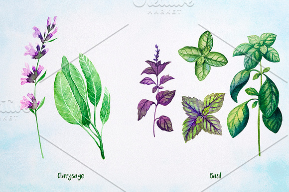 Essential Oils. Watercolor. in Illustrations - product preview 4