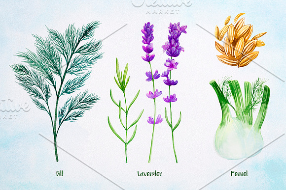 Essential Oils. Watercolor. in Illustrations - product preview 6