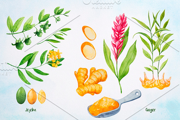 Essential Oils. Watercolor. in Illustrations - product preview 7