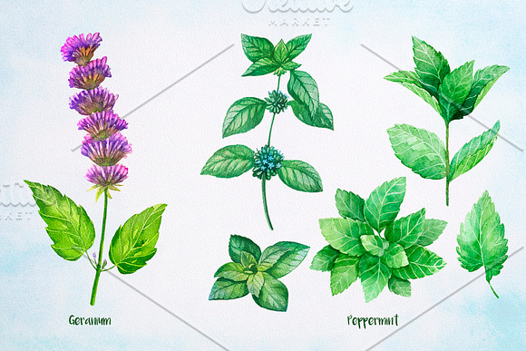 Essential Oils. Watercolor. in Illustrations - product preview 9