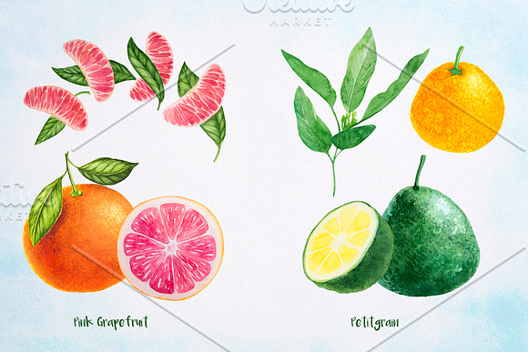 Essential Oils. Watercolor. in Illustrations - product preview 10