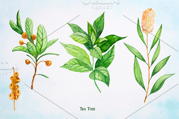 Essential Oils. Watercolor. in Illustrations - product preview 12