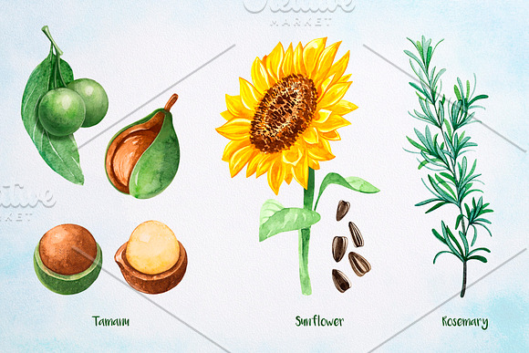 Essential Oils. Watercolor. in Illustrations - product preview 13