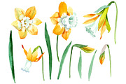 Yellow Narcissus Watercolor png