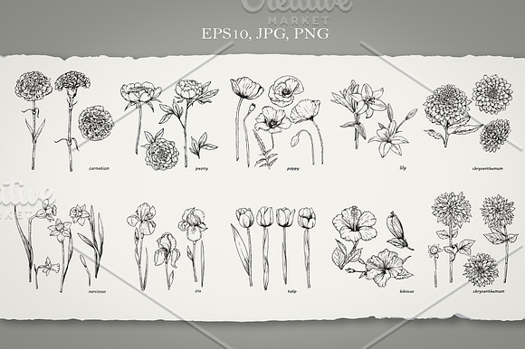 Set of Flowers in Illustrations - product preview 1