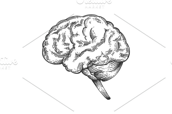 Human brain sketch engraving vector