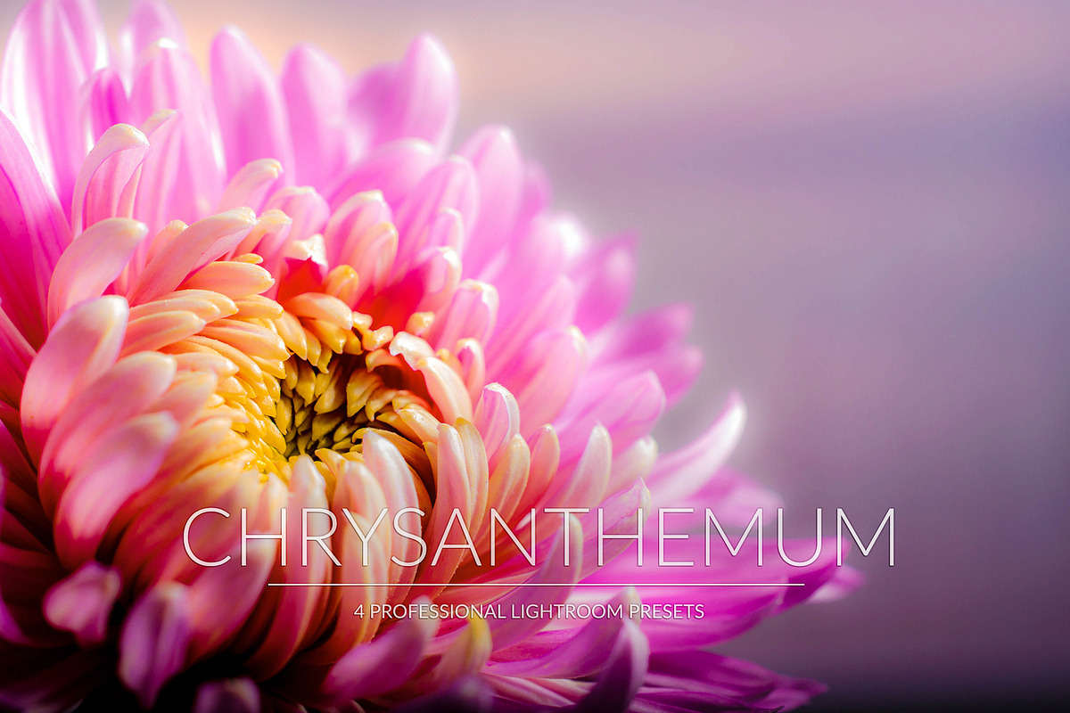 Chrysanthemum Lr Presets in Photoshop Actions - product preview 8