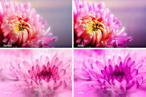Chrysanthemum Lr Presets in Photoshop Actions - product preview 1