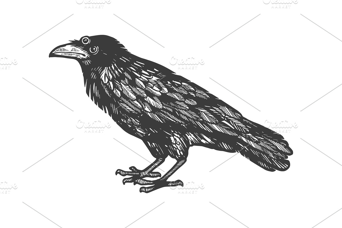 Crow with three eyes engraving in Illustrations - product preview 8