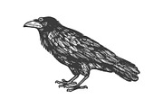 Crow with three eyes engraving