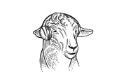 Sheep animal in headphones
