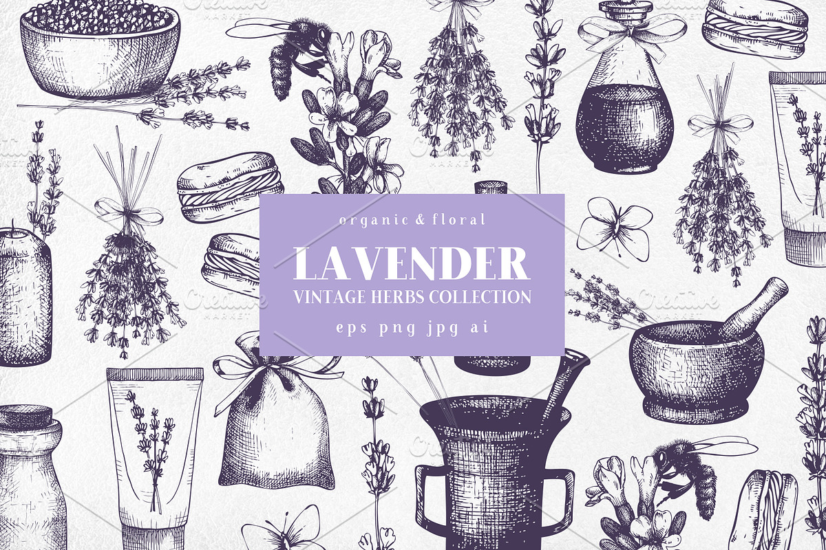 Hand Drawn Lavender Illustrations in Illustrations - product preview 8