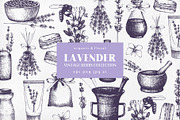Hand Drawn Lavender Illustrations