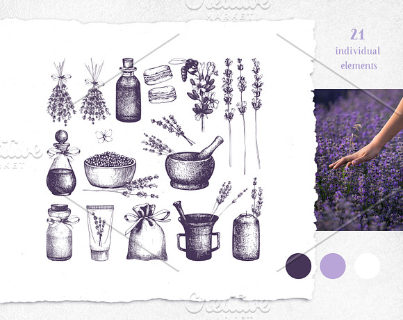 Hand Drawn Lavender Illustrations in Illustrations - product preview 1