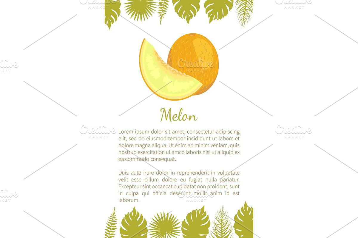 Melon Exotic Juicy Stone Fruit in Illustrations - product preview 8