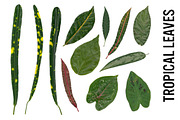 Tropical Leaves - Hi Res PNG, Trans