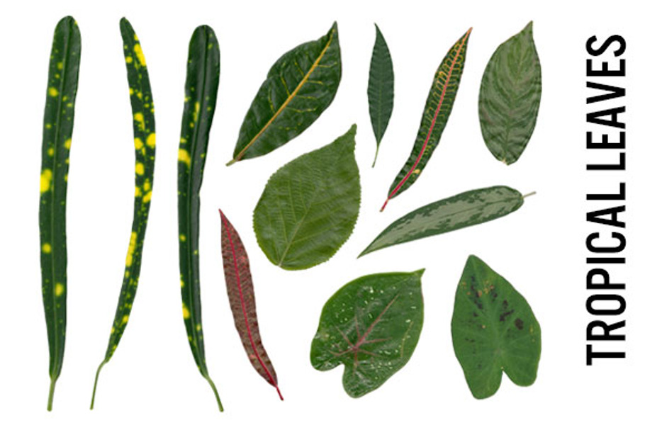 Tropical Leaves - Hi Res PNG, Trans in Objects - product preview 8