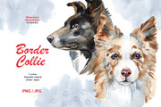 Watercolor dog - Border Collie