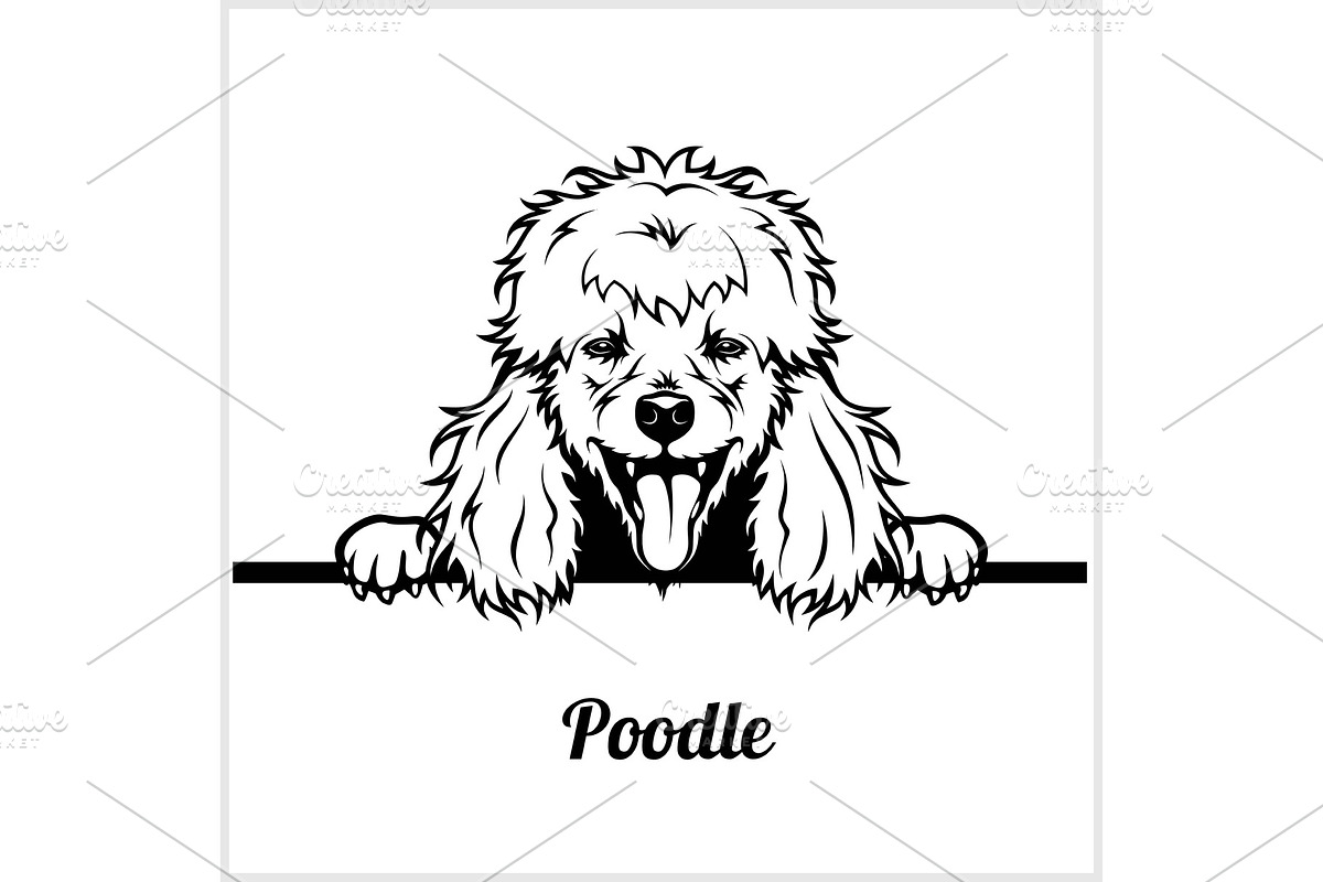 Poodle - Peeking Dogs - breed face in Illustrations - product preview 8