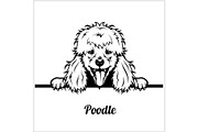 Poodle - Peeking Dogs - breed face
