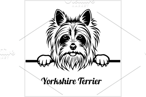 Yorkshire Terrier - Peeking Dogs -