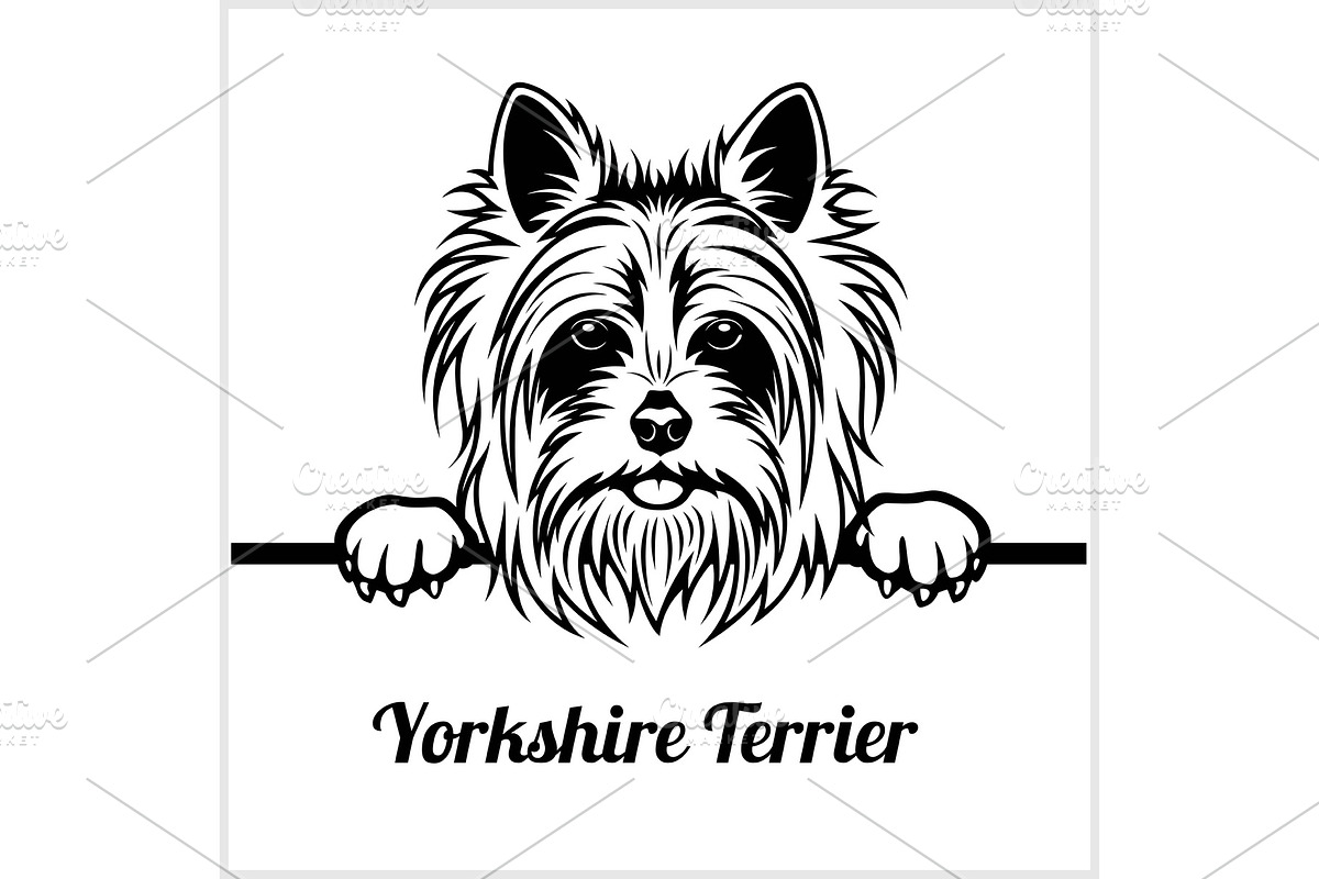 Yorkshire Terrier - Peeking Dogs - in Illustrations - product preview 8