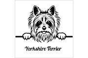 Yorkshire Terrier - Peeking Dogs -