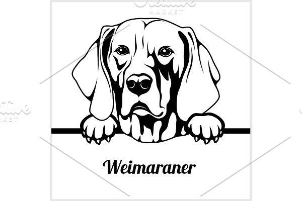 Weimaraner - Peeking Dogs - breed